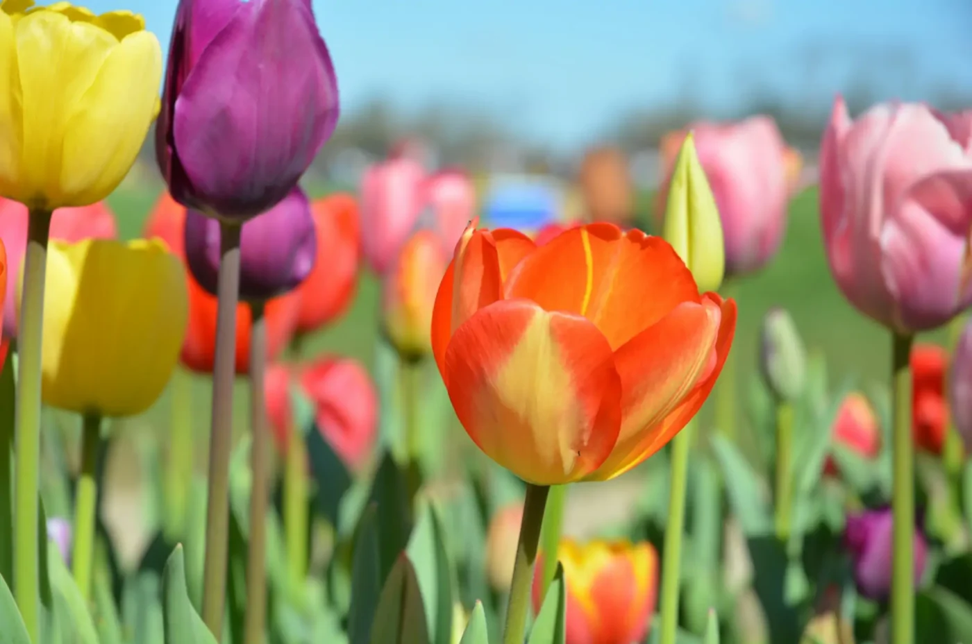 La Stagione dei Tulipani