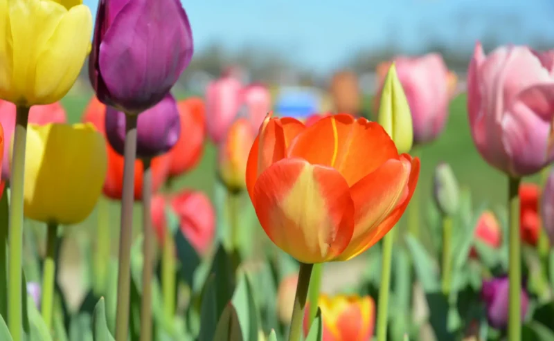 La Stagione dei Tulipani